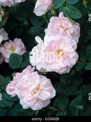 Happ and best sale stahns rosa alba